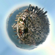 Illustration for article titled Shooting Challenge: Polar Panoramas
